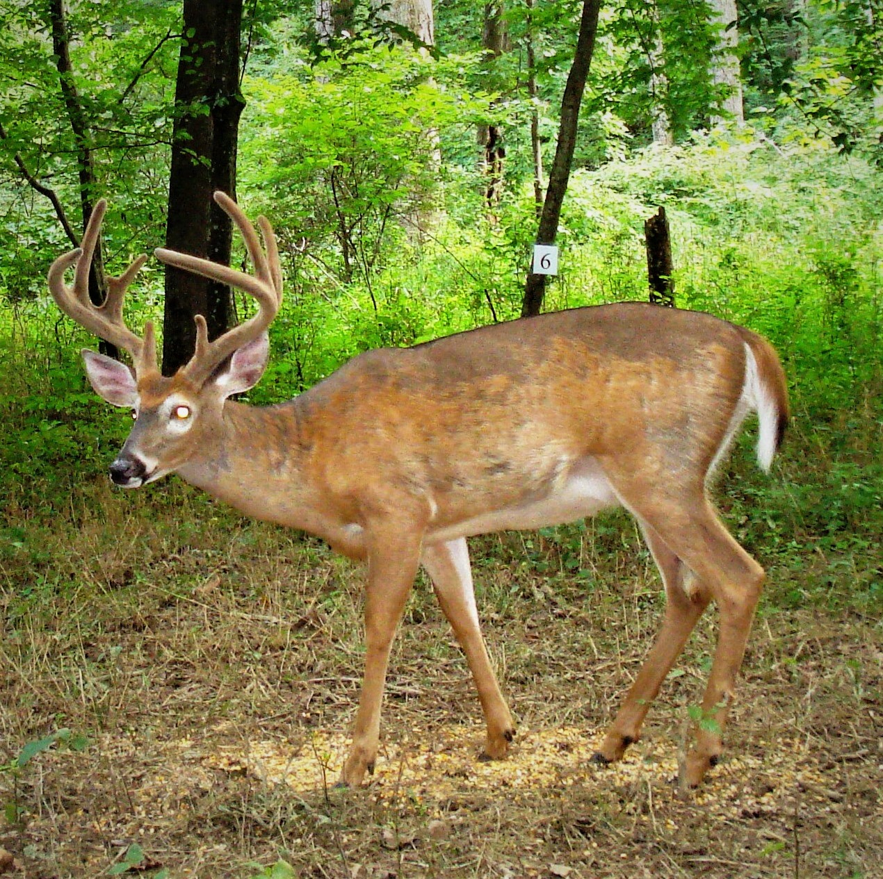 Antlered White-tailed Deer