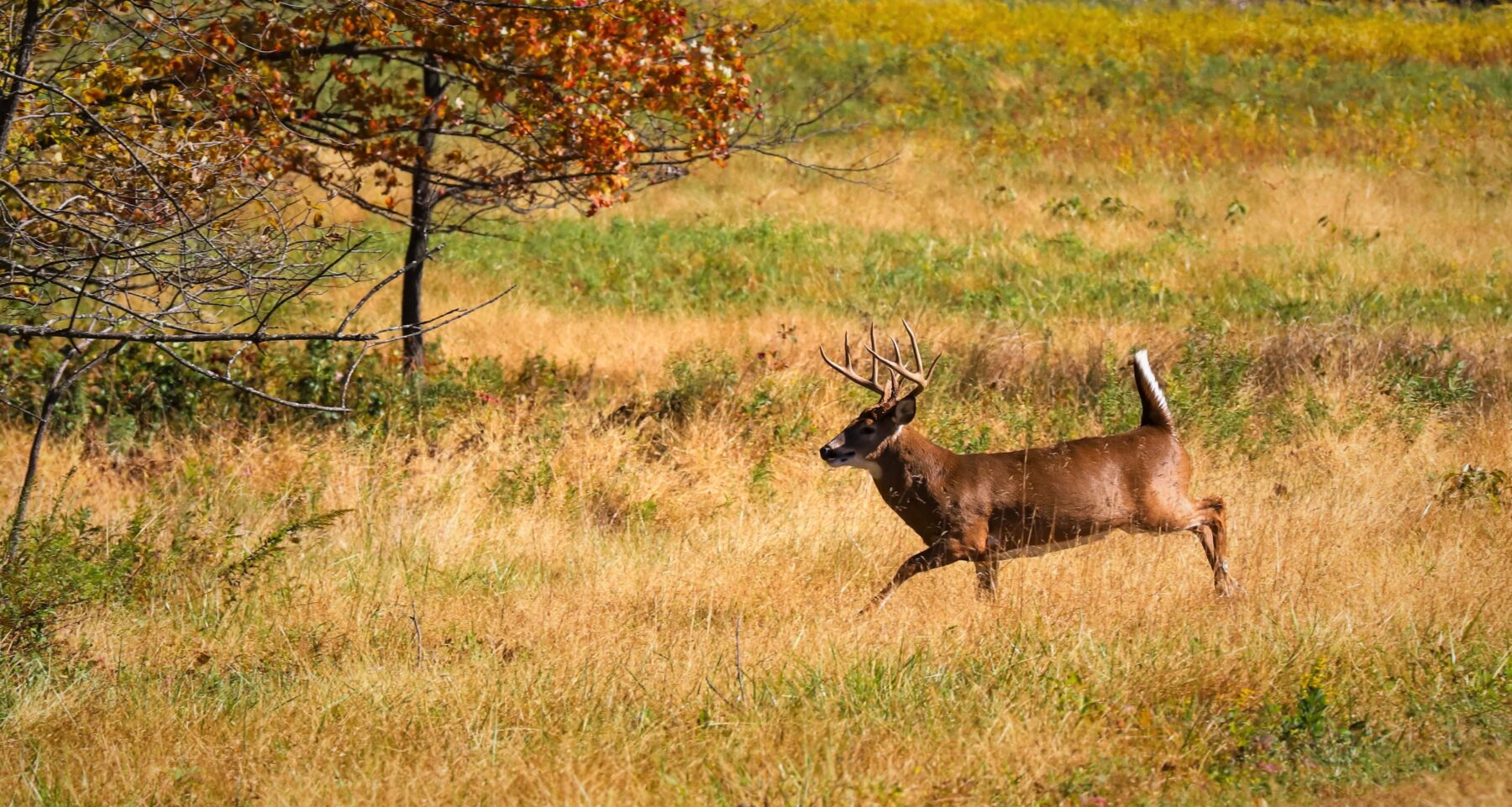 White-tailed Deer buck running across a field.