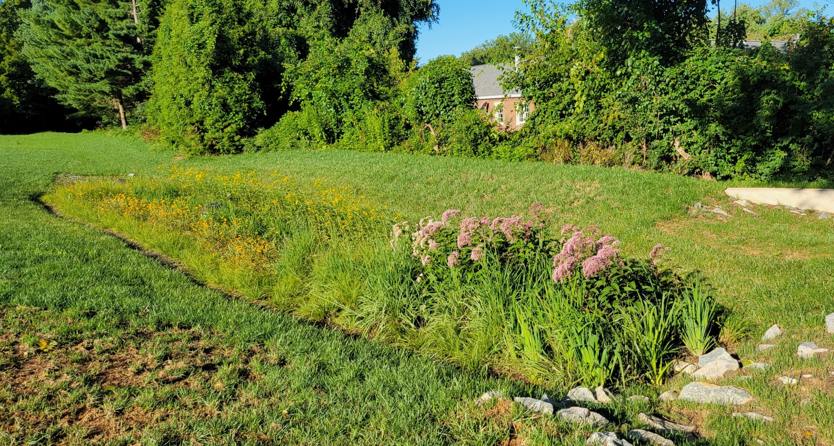 A picture of a stormwater facility with different grasses and flowering plants.