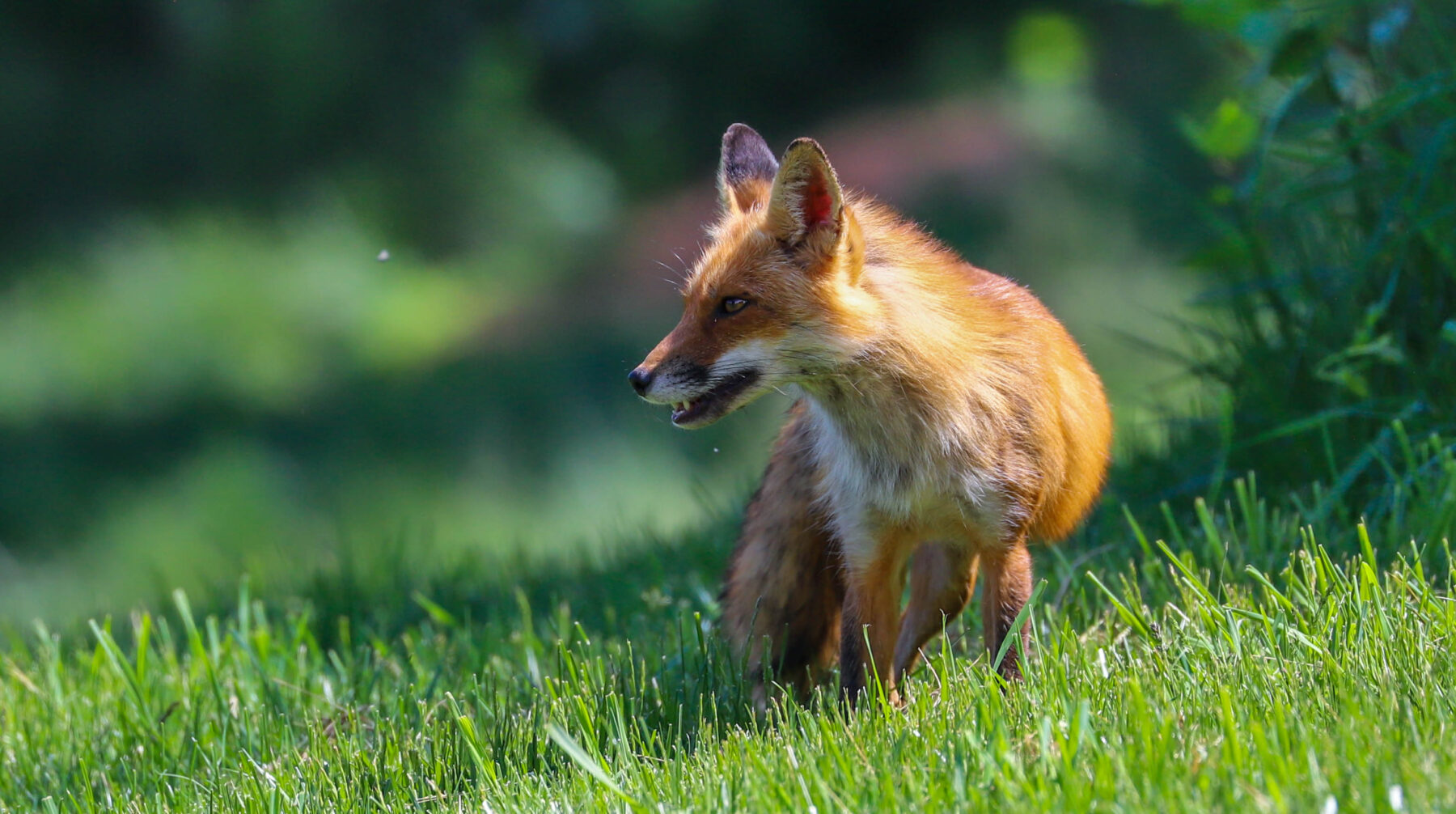 Red Fox standing in grass