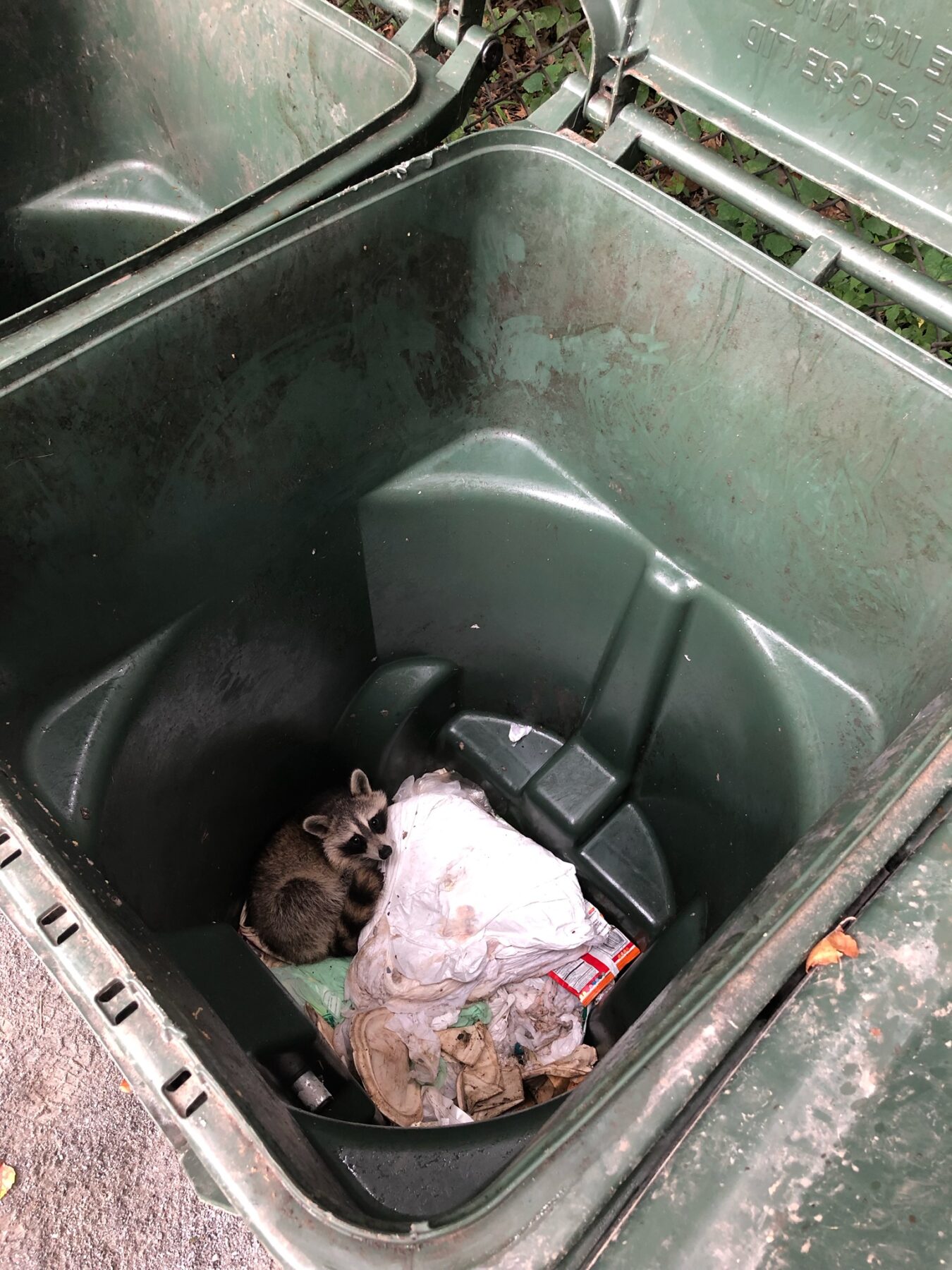 Raccoon in a trash can