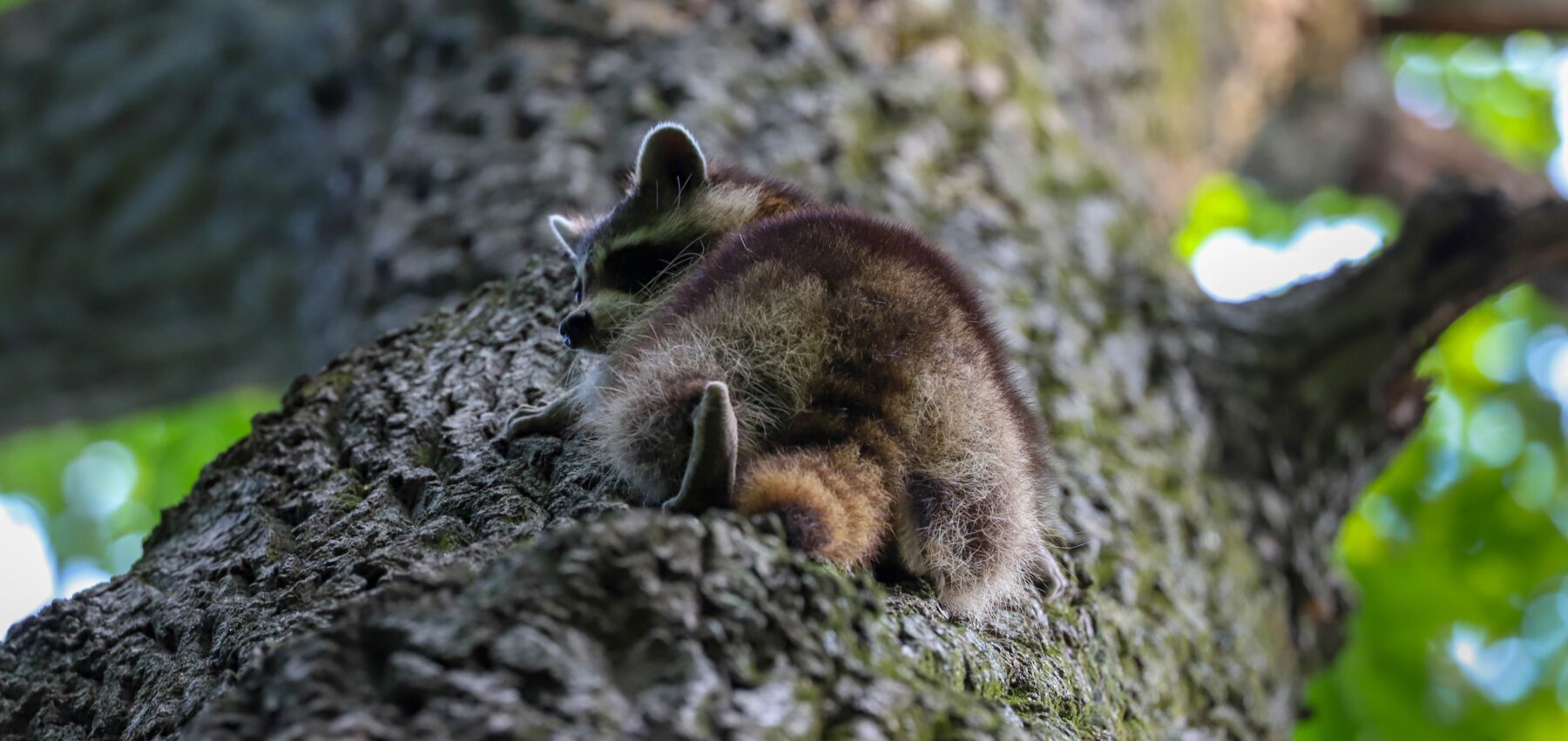 Raccoon climbing up a tree