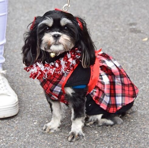 small black and white dog with red and white clothes
