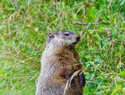 A groundhog stands alert in a field of grass.