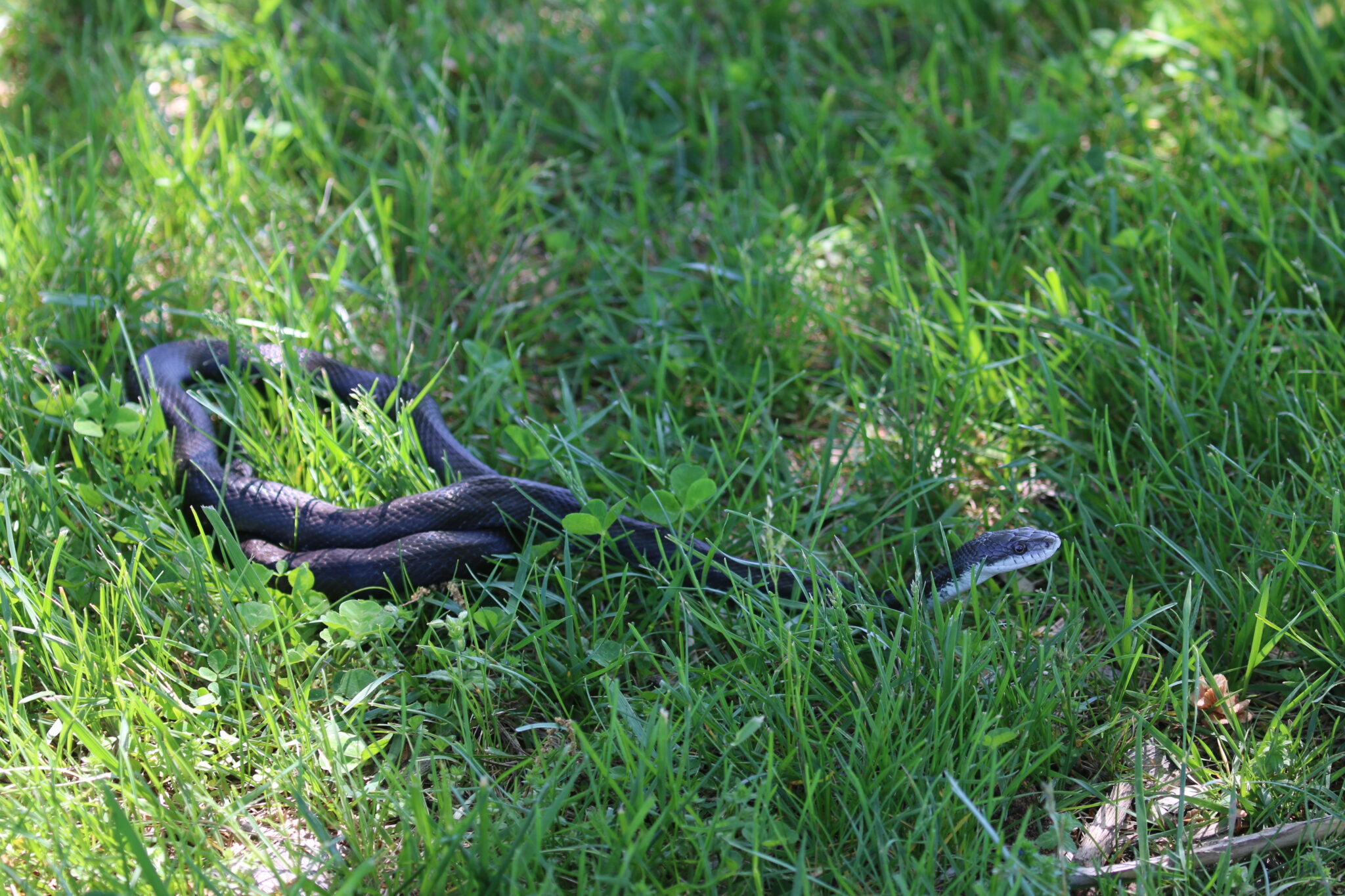 Living with Snakes - Montgomery Parks