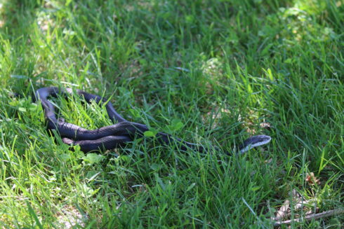 The Eastern Rat Snake (or commonly referred to as Black Rat Snake)
