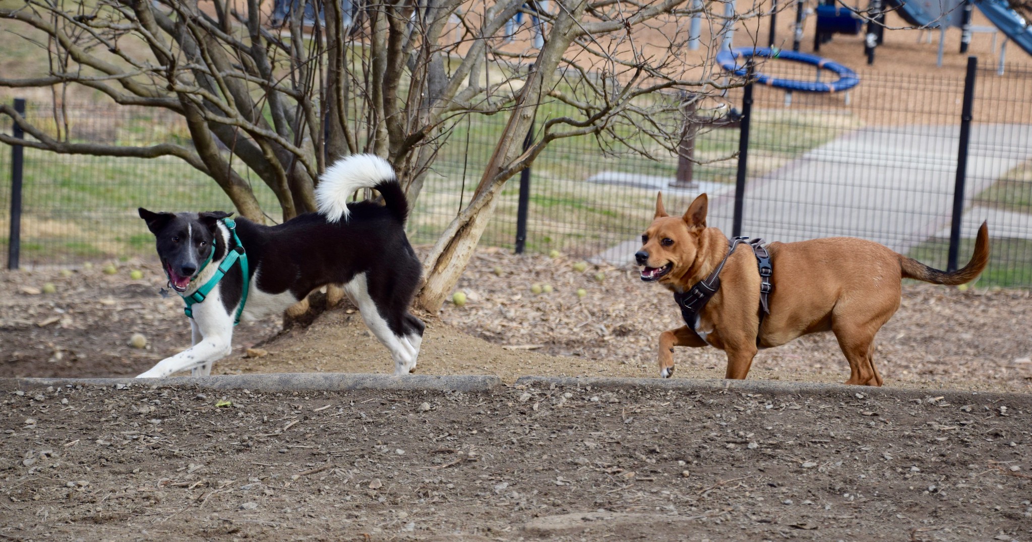 Two dog run inside Ellsworth Urban Dog Park