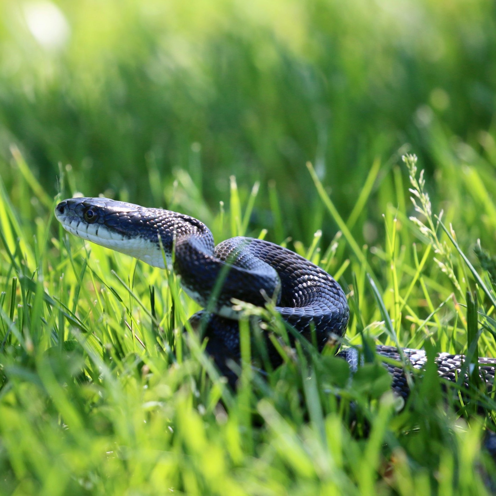 an eastern rat snake sitting in the grass