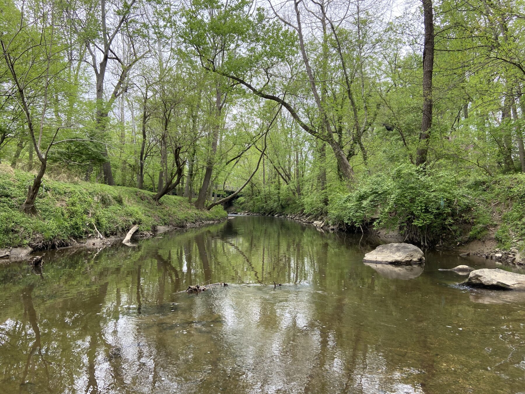 An image of a stream channel, with trees and other vegetation surrounding the waterbody on both sides.