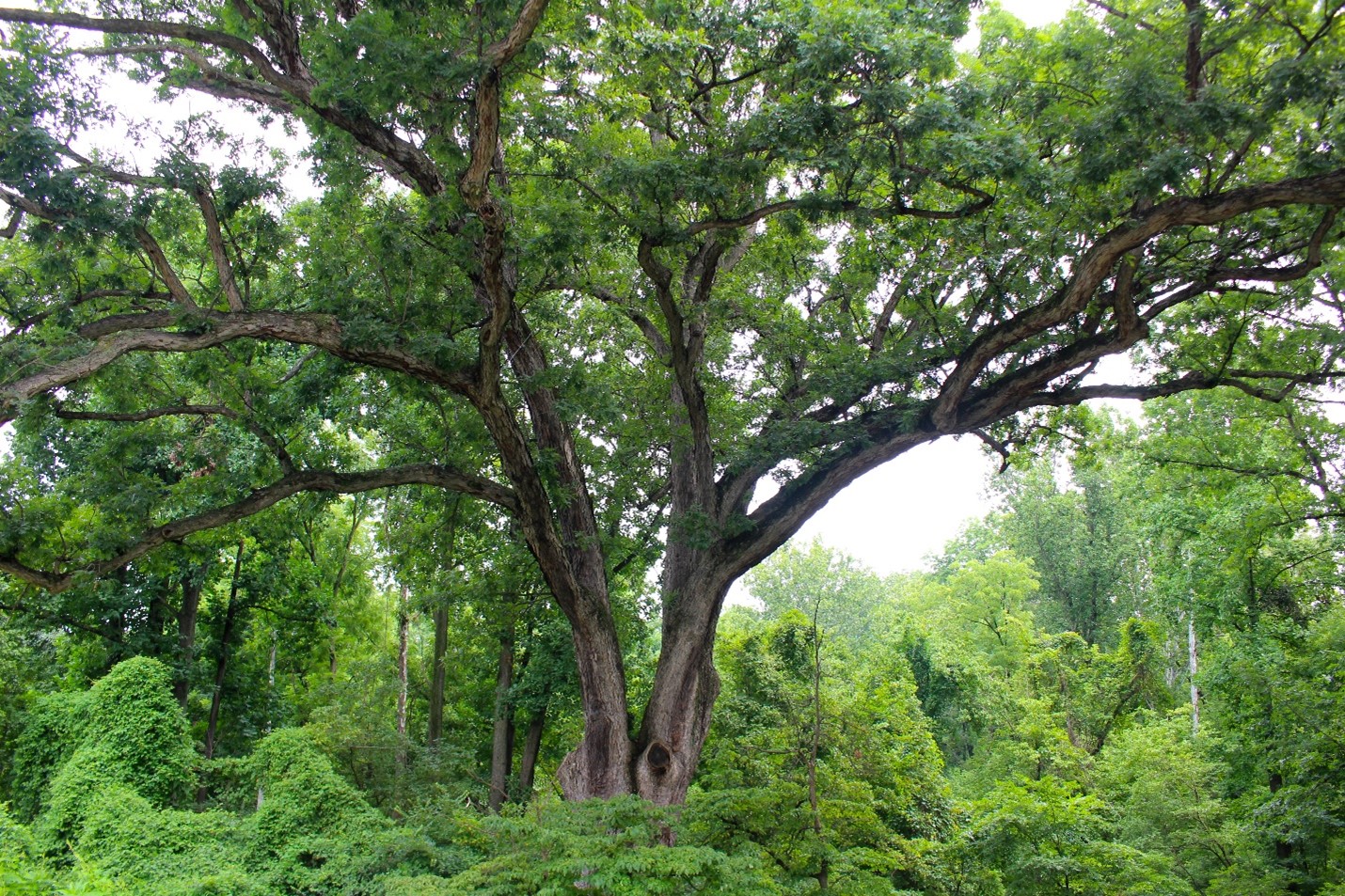 The Linden Oak