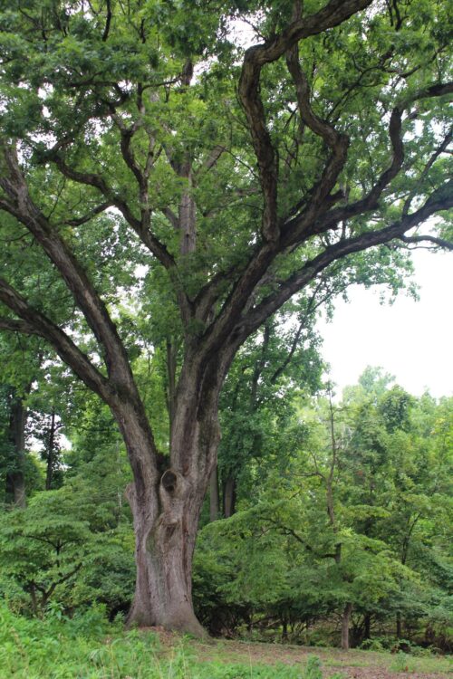 The Linden Oak