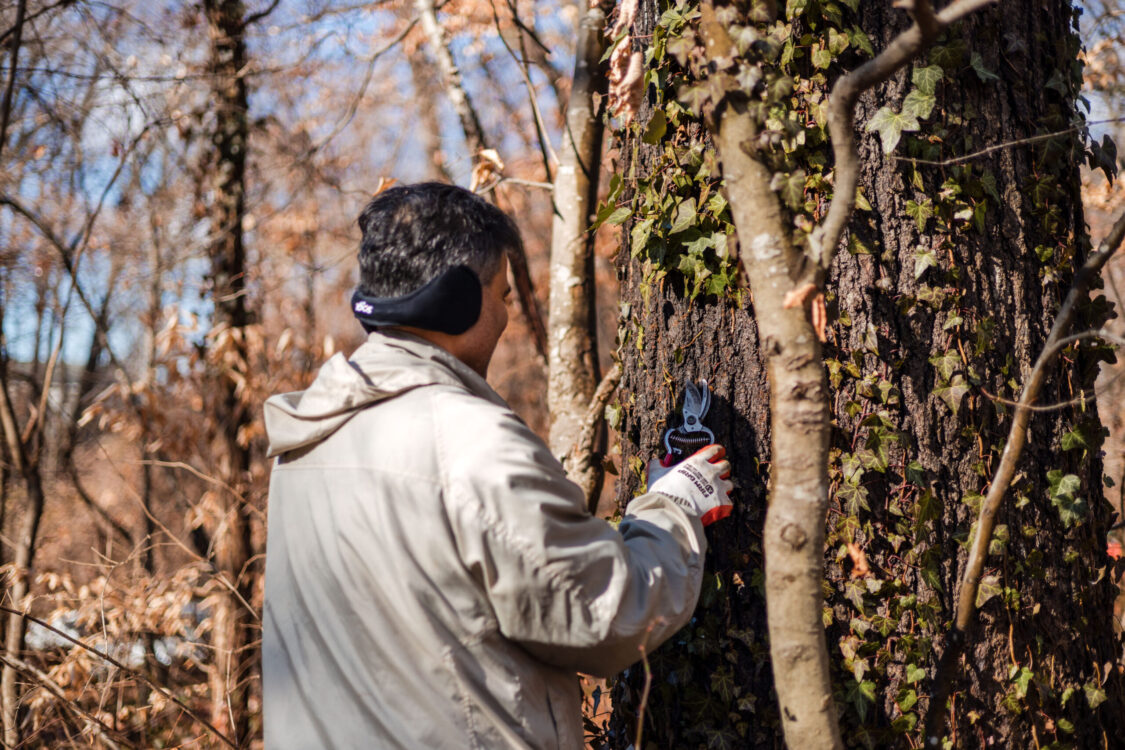 volunteer cuts English ivy in February