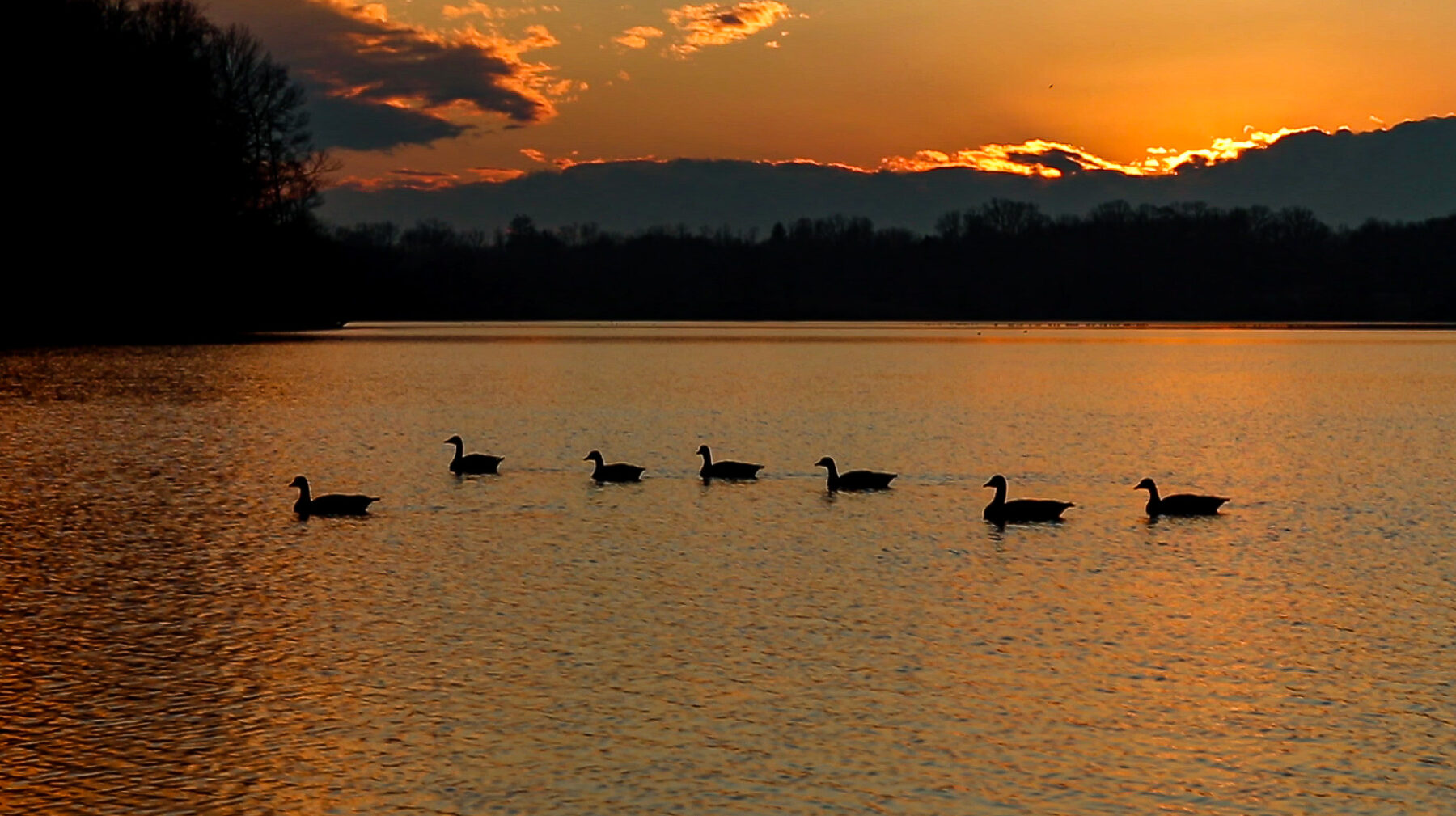 Group of geese on lake with sunset in the background