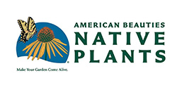 logo american beauties