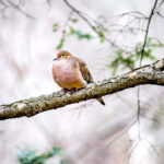 32253676895_e542075c36_c