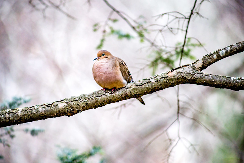 Mourning Dove perched on a tree limb