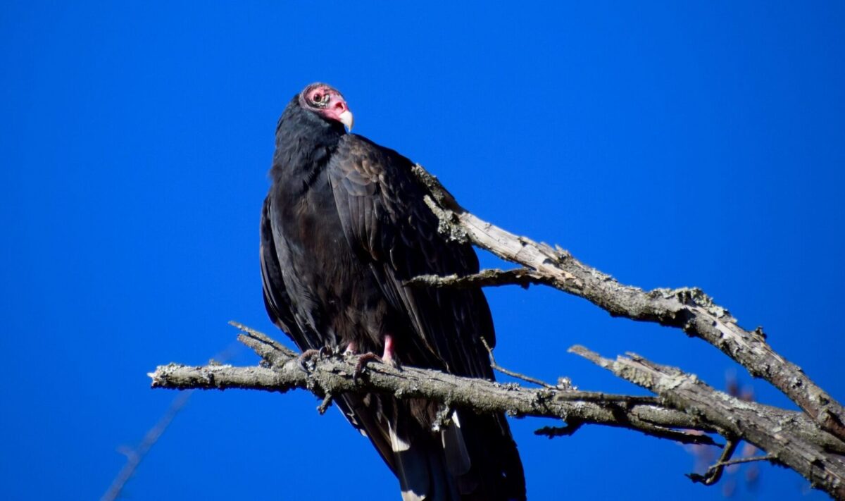 Turkey Vulture perched high in a tree