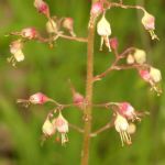 Small white and pink flowers