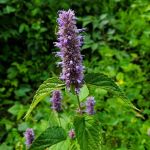 anise-hyssop