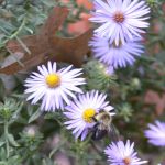 Bee on clutter of small purple flowers with yellow centers