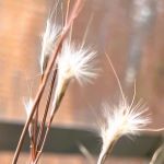 White tufted grass seed 