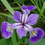 Purple flower with multiple petals