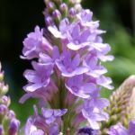 Pale purple flower in a spike pattern