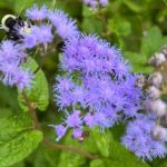 Blue flower with multiple petals