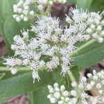 Cluster of small white flower in an umbel