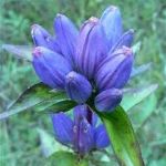Cluster of purple flowers