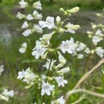 Pale tubular flowers arranged in a spike