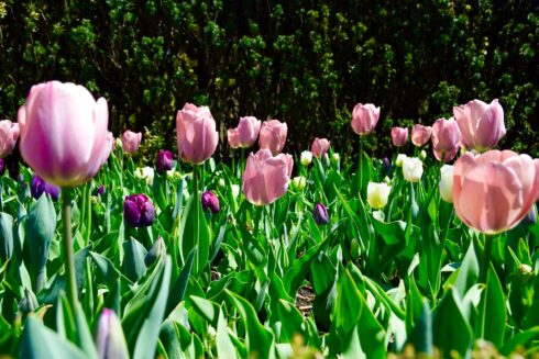 Pink and purple Tulips