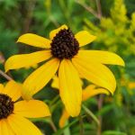 Yellow flower with petals in a ray pattern