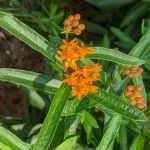 Orange flower with five petals