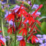 Red flowers in a raceme