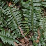 Dark green fern