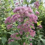 Cluster of small purple flowers in a panicle