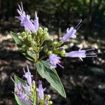 Purple flowers in a cluster