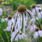 Whiteish coneflower with long narrow petals drooping down