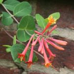 Red tubular flower with yellow stamen