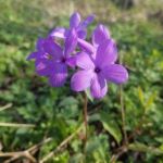 Purple flower with five petals