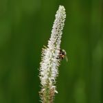 Bee on a cluster of small white flowers arranged in a spike