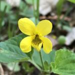 Yellow violet