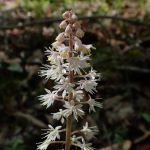 Small white flower in a spike pattern