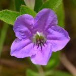 Dark purple flower with five petals