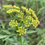 Cluster of small yellow flowers arranged in an umbel