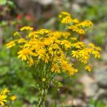 Cluster of small yellow flowers in an umbel