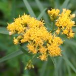 Cluster of small yellow flowers