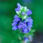 Cluster of blue flowers in a spike