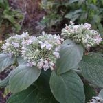 Cluster of three pale purplish flowers